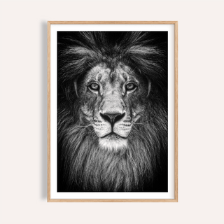 Black and White Lion Print close-up showing intense lion gaze in centered composition