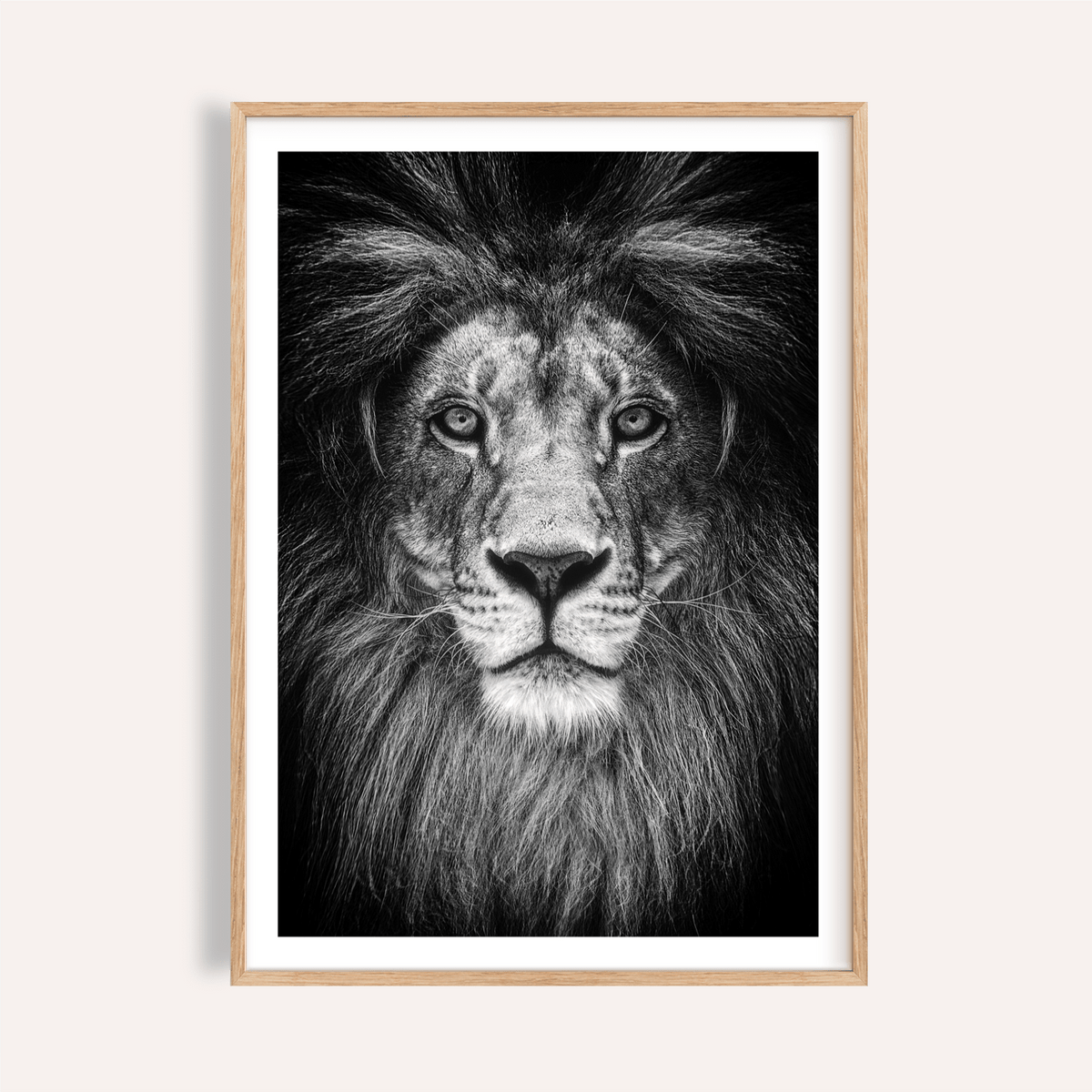 Black and White Lion Print close-up showing intense lion gaze in centered composition