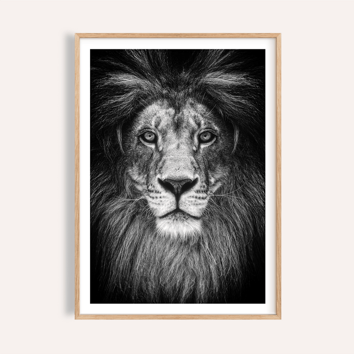 Black and White Lion Print close-up showing intense lion gaze in centered composition