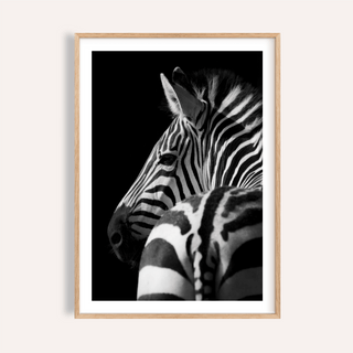Angled zebra portrait wall art poster with bold stripes on dark background