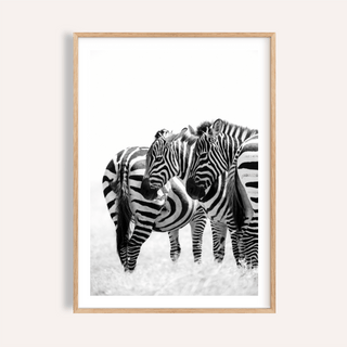 Zebra Wall Art print showing two zebras with overlapping stripes on white background
