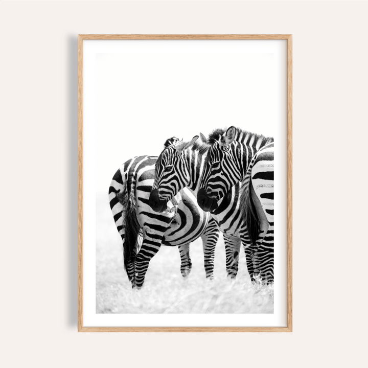 Zebra Wall Art print showing two zebras with overlapping stripes on white background