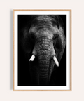Front-facing elephant portrait poster with tusks and textured skin