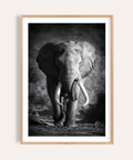 Wildlife Photography Art elephant portrait poster with central tusks