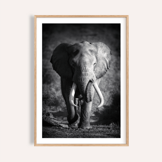 Wildlife Photography Art elephant portrait poster with central tusks
