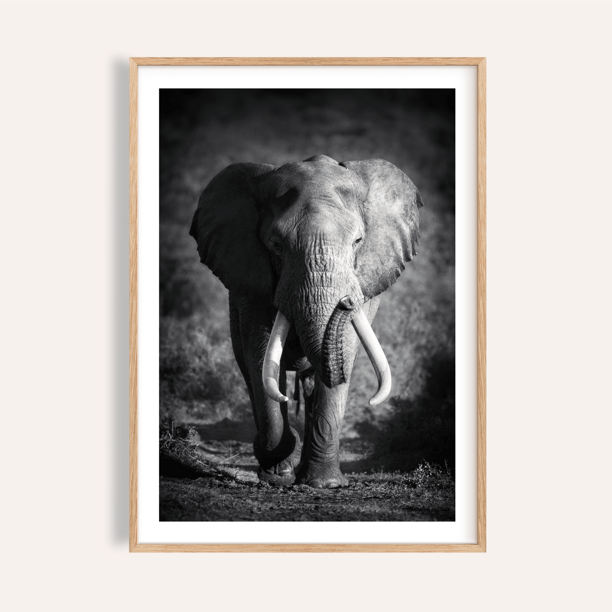 Wildlife Photography Art elephant portrait poster with central tusks