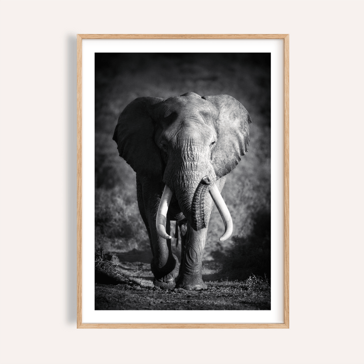 Wildlife Photography Art elephant portrait poster with central tusks
