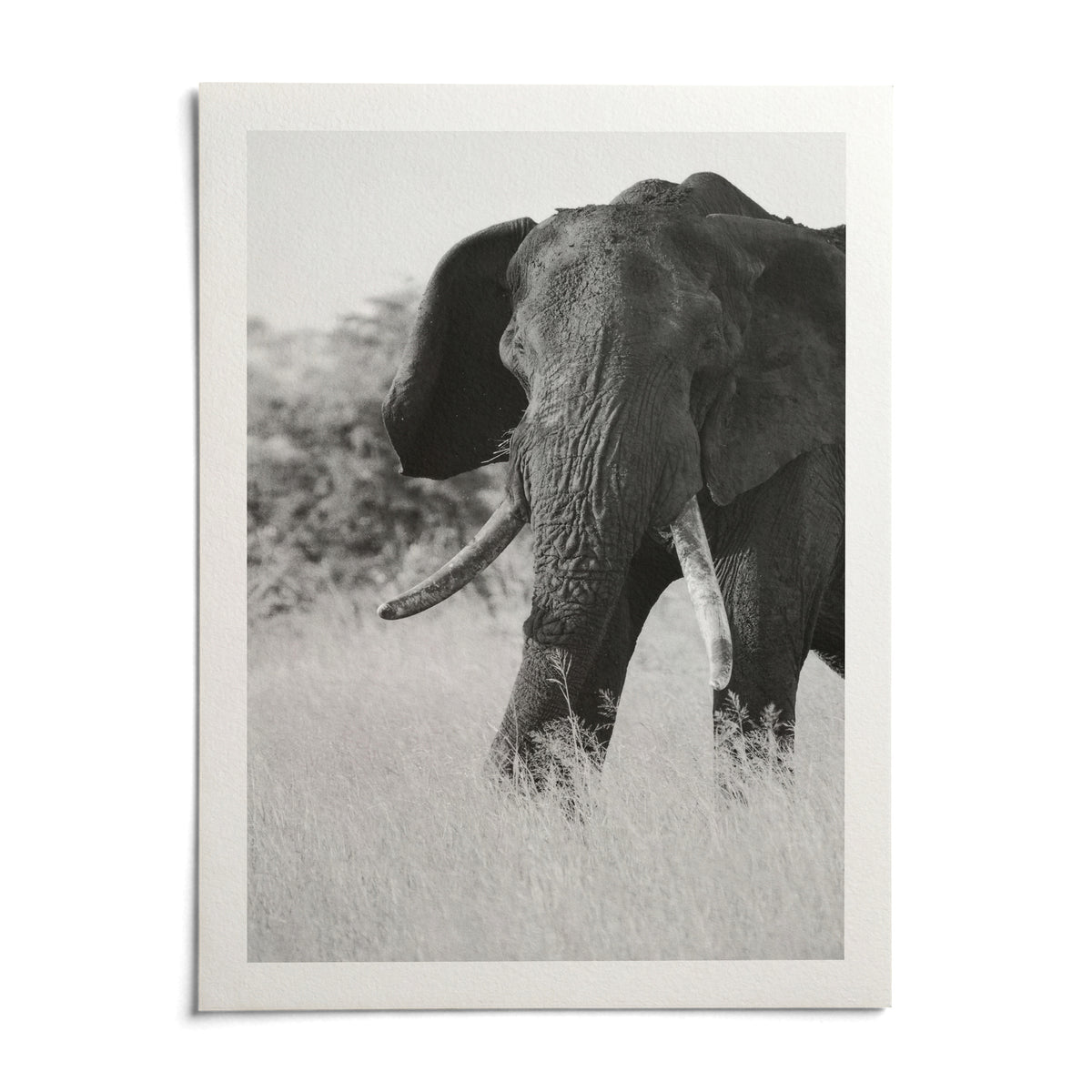 Elephant Black And White Art Print, shown as an unframed paper print on a plain white background