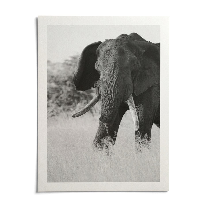 Elephant Black And White Art Print, shown as an unframed paper print on a plain white background