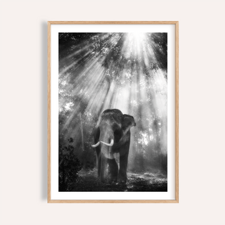 Centered elephant among forest sunbeams in monochrome poster