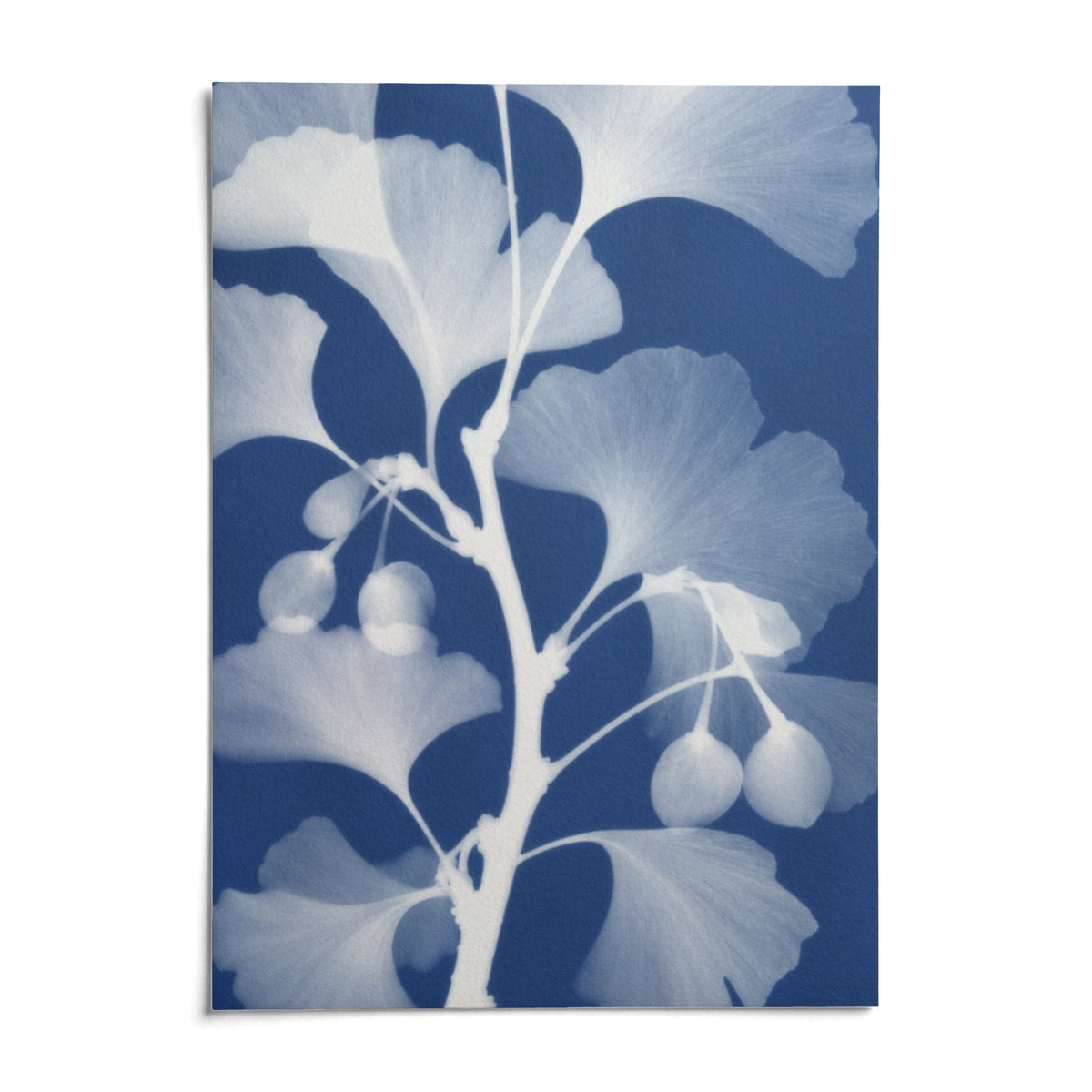 Ginkgo Cyanotype Print, shown as an unframed paper print on a plain white background