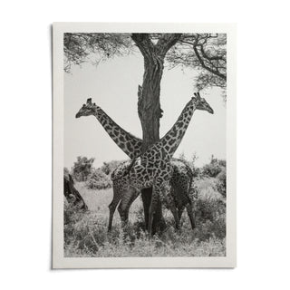 Giraffe Black And White Art Print, shown as an unframed paper print on a plain white background