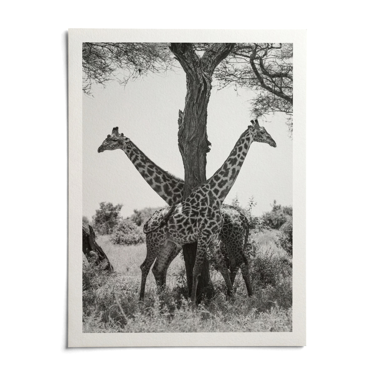 Giraffe Black And White Art Print, shown as an unframed paper print on a plain white background