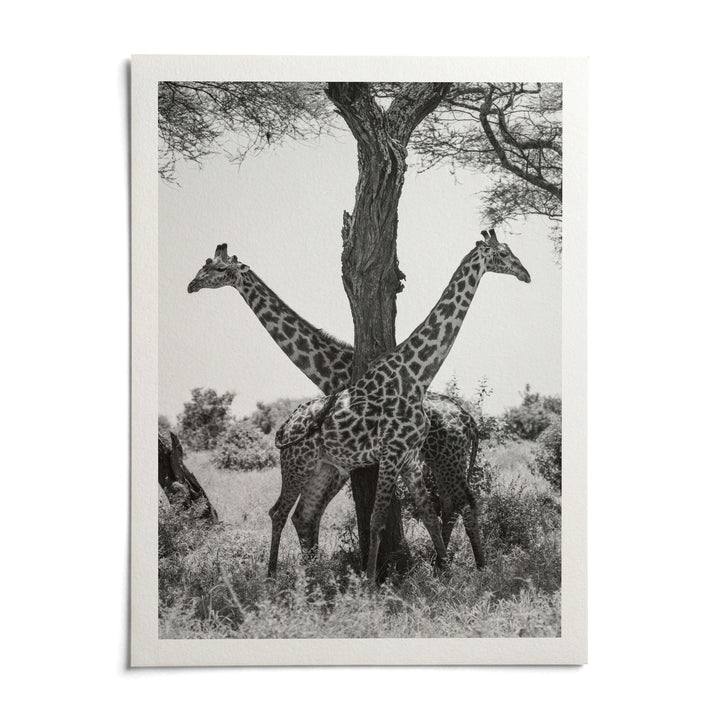 Giraffe Black And White Art Print, shown as an unframed paper print on a plain white background