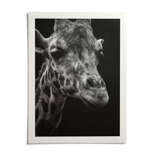 Giraffe Photography Poster, shown as an unframed paper print on a plain white background