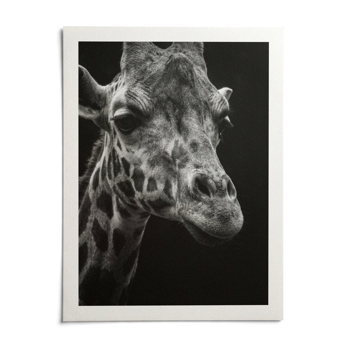 Giraffe Photography Poster, shown as an unframed paper print on a plain white background