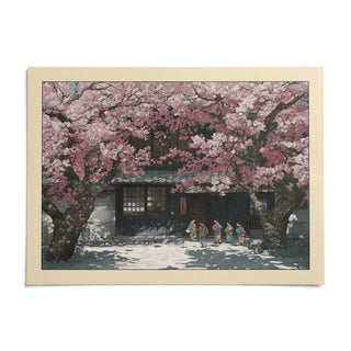 Hasui Kawase Cherry Blossoms, shown as an unframed paper print on a plain white background