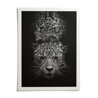 Leopard Photography Print, shown as an unframed paper print on a plain white background