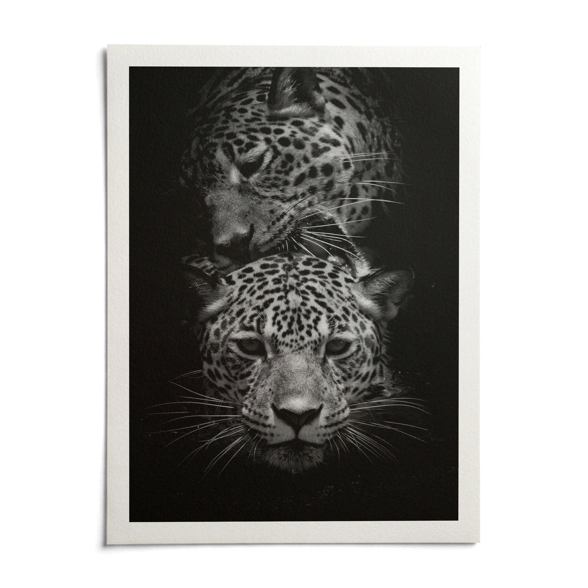 Leopard Photography Print, shown as an unframed paper print on a plain white background