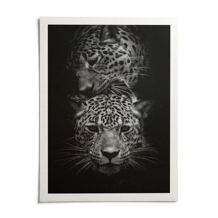 Leopard Photography Print, shown as an unframed paper print on a plain white background