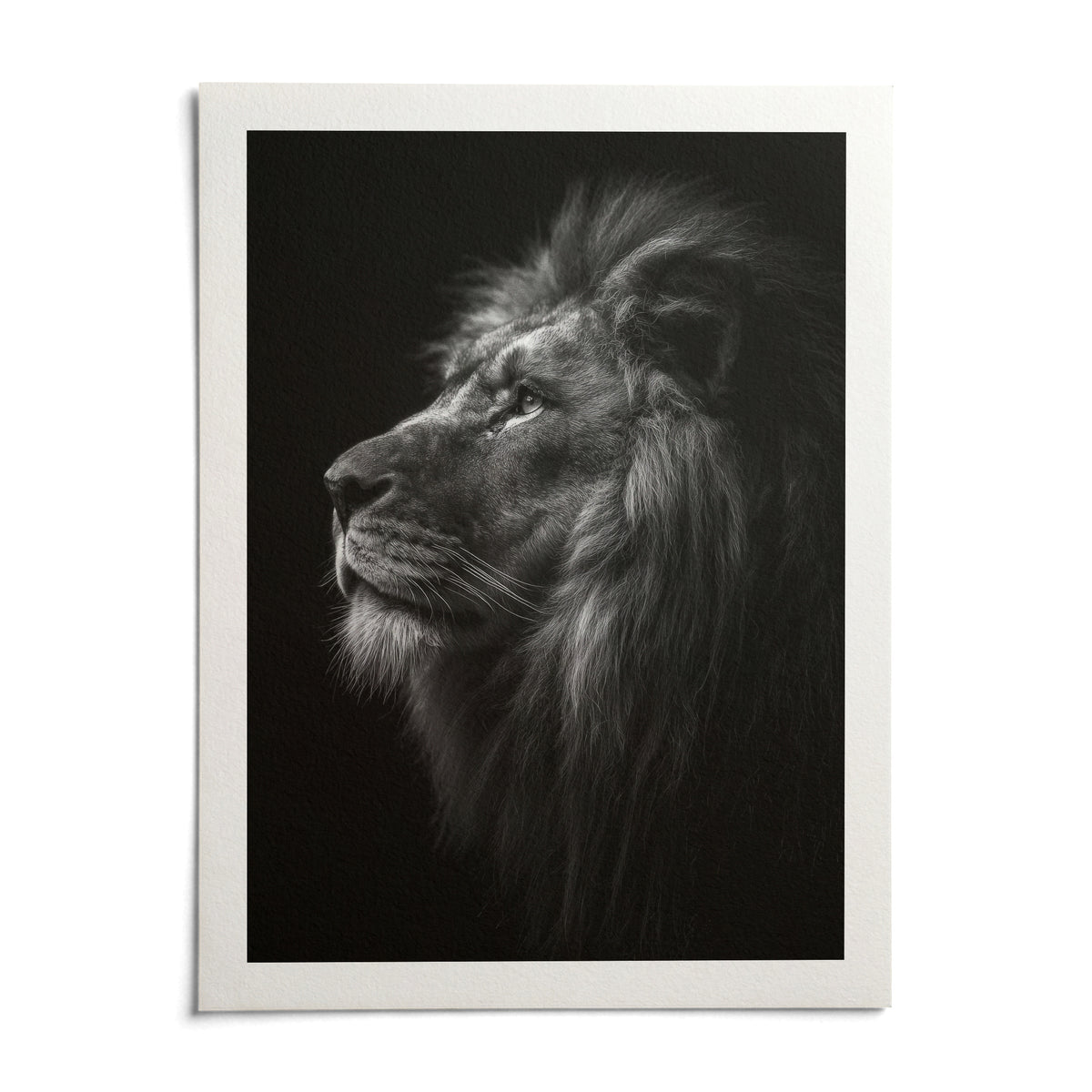 Lion Wall Art, shown as an unframed paper print on a plain white background