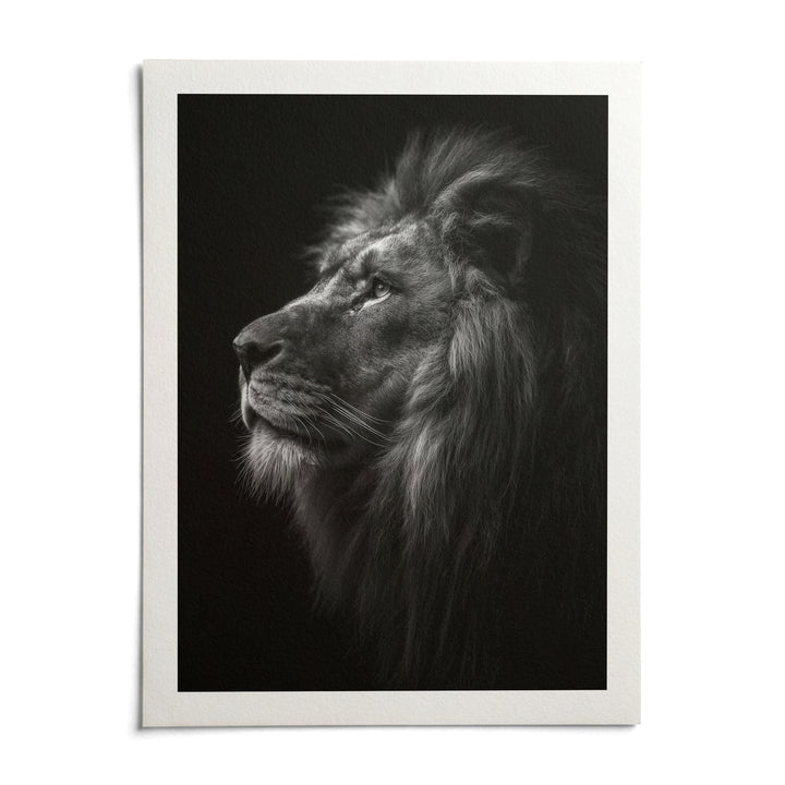 Lion Wall Art, shown as an unframed paper print on a plain white background