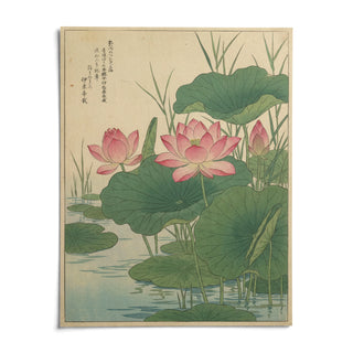 Lotus Flower Print, shown as an unframed paper print on a plain white background