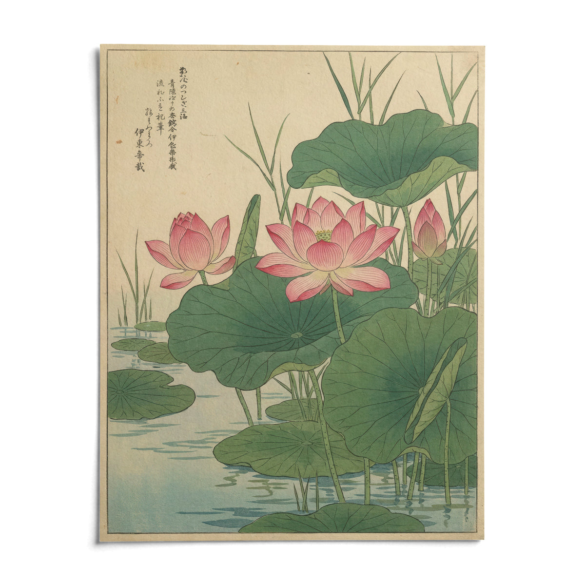 Lotus Flower Print, shown as an unframed paper print on a plain white background