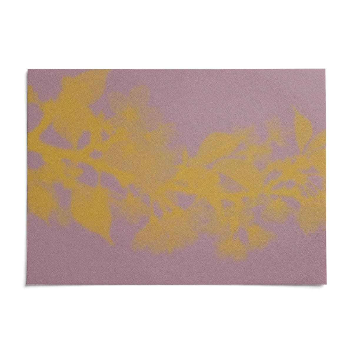 Mauve Cherry Blossom Print, shown as an unframed paper print on a plain white background