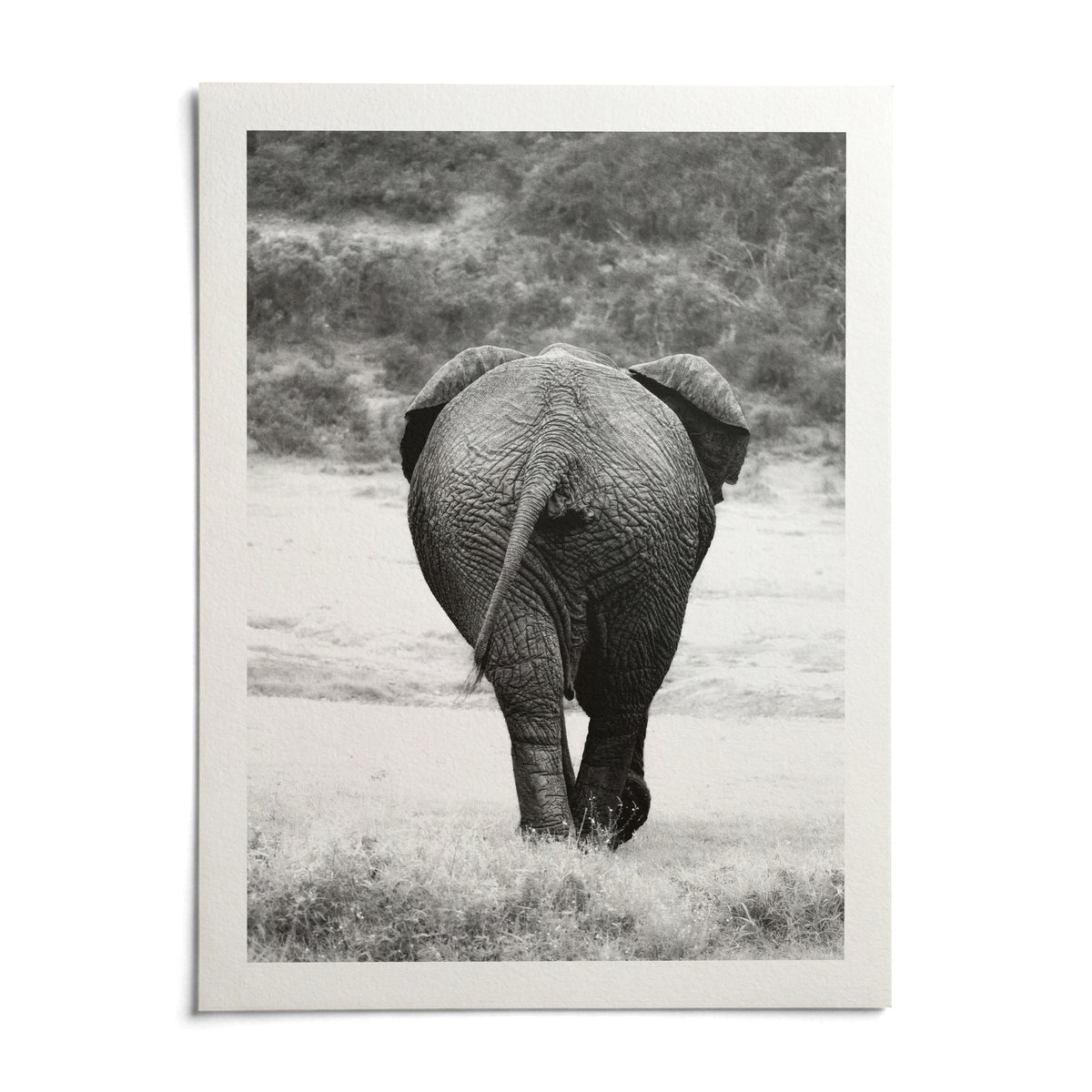 Nature Animal Wall Art, shown as an unframed paper print on a plain white background
