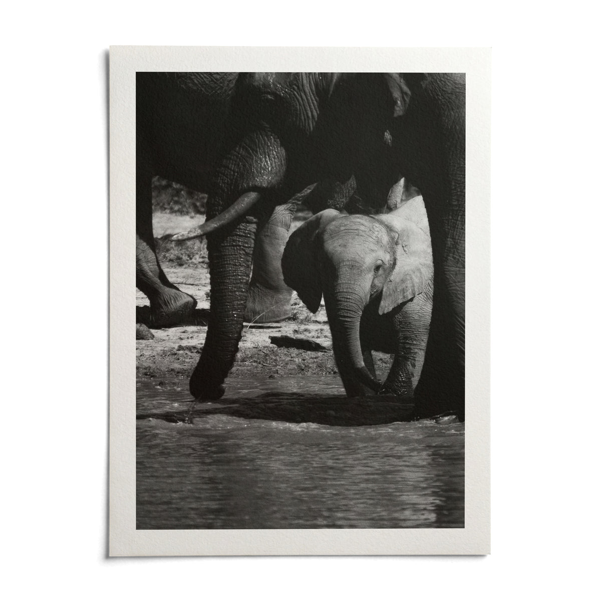 Nature Art Print, shown as an unframed paper print on a plain white background
