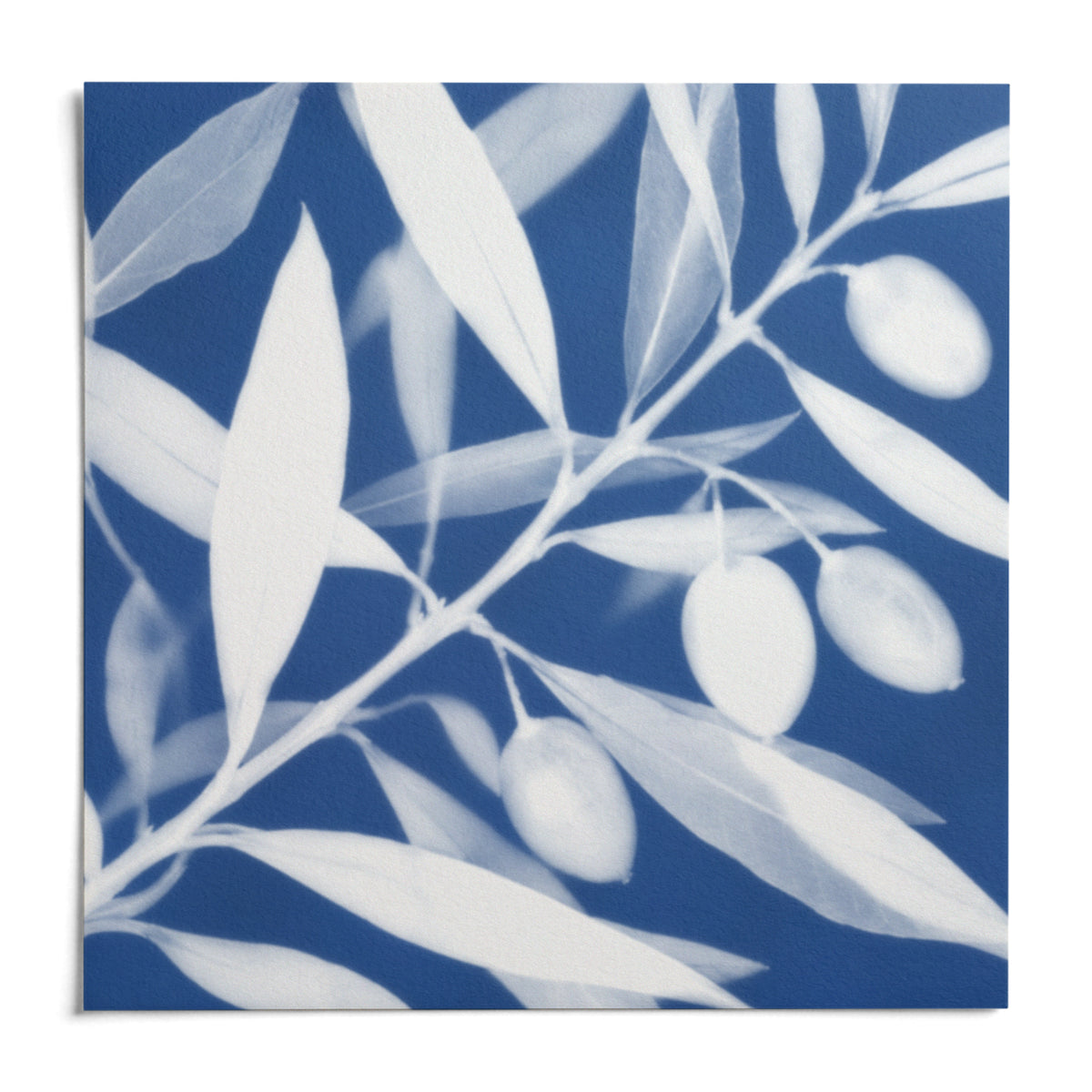 Olive Branch Cyanotype Print, shown as an unframed paper print on a plain white background