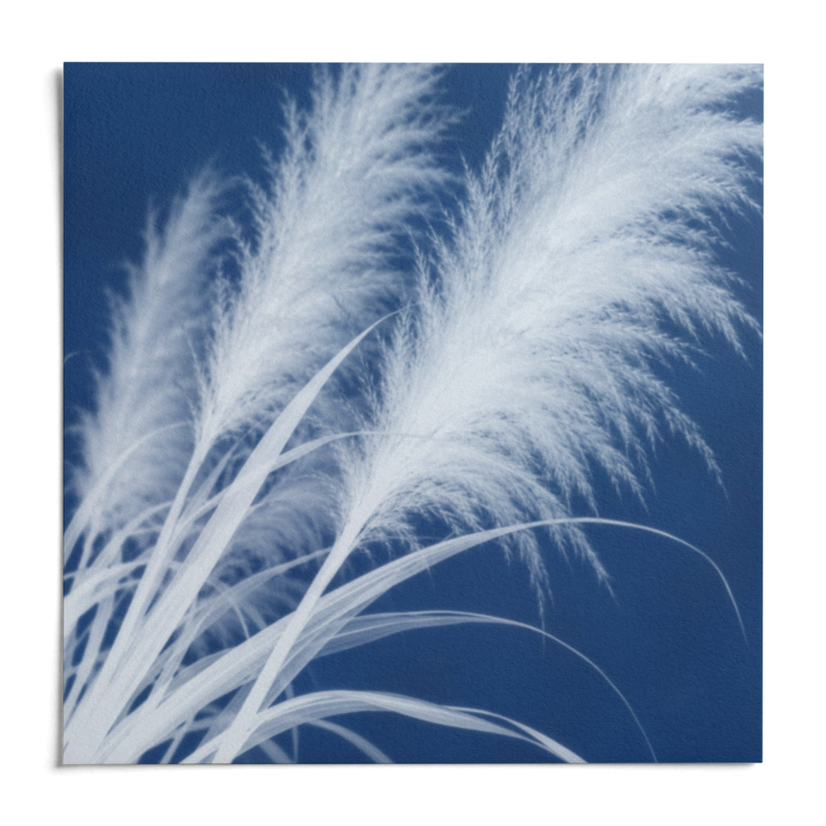 Pampas Grass Cyanotype Print, shown as an unframed paper print on a plain white background