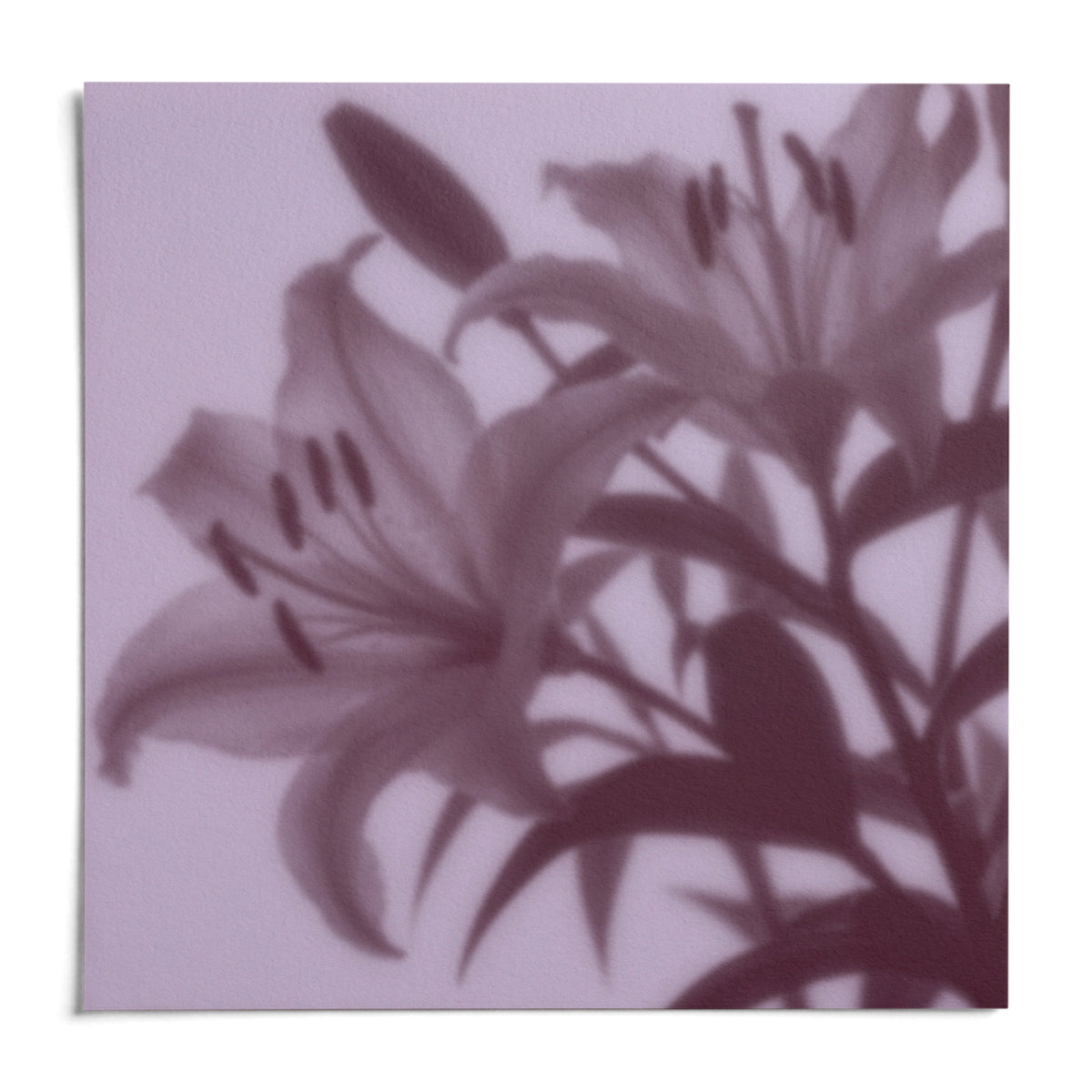 Plum Lily Print, shown as an unframed paper print on a plain white background