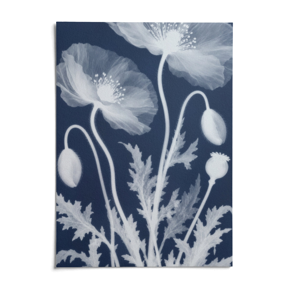 Poppy Cyanotype Print, shown as an unframed paper print on a plain white background