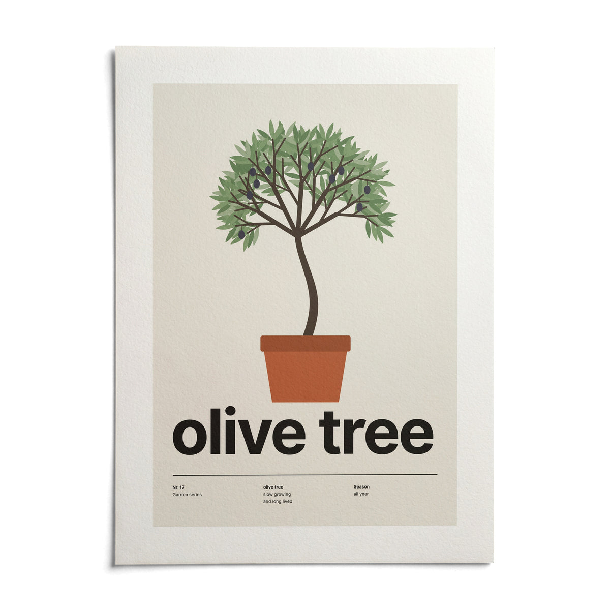 Potted Olive Tree Print, shown as an unframed paper print on a plain white background