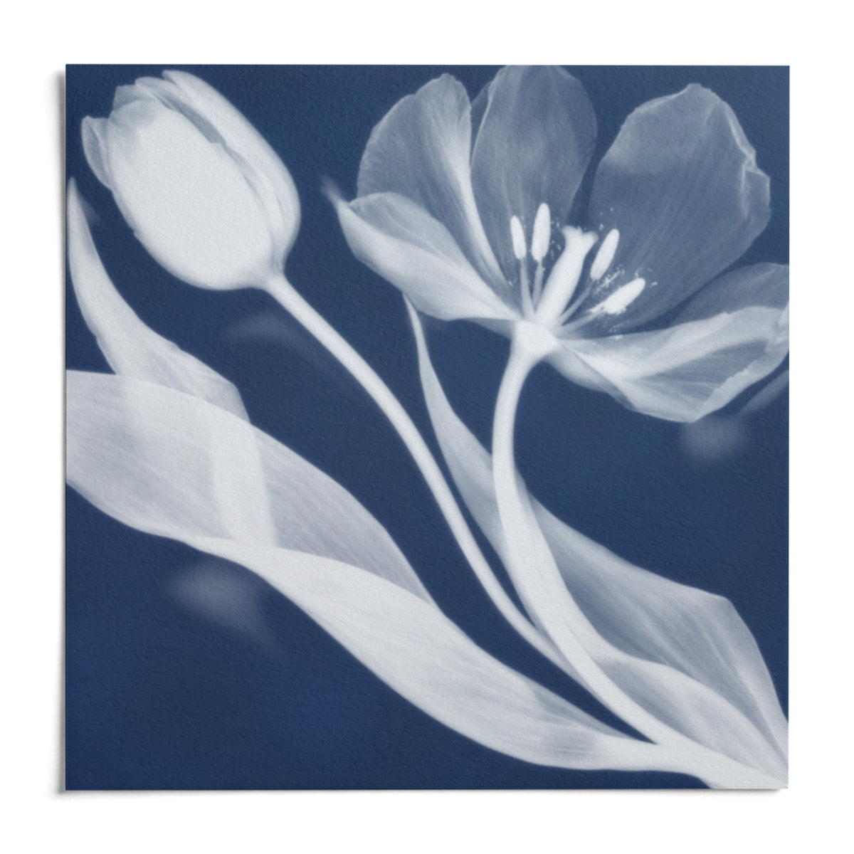 Tulip Cyanotype Print, shown as an unframed paper print on a plain white background