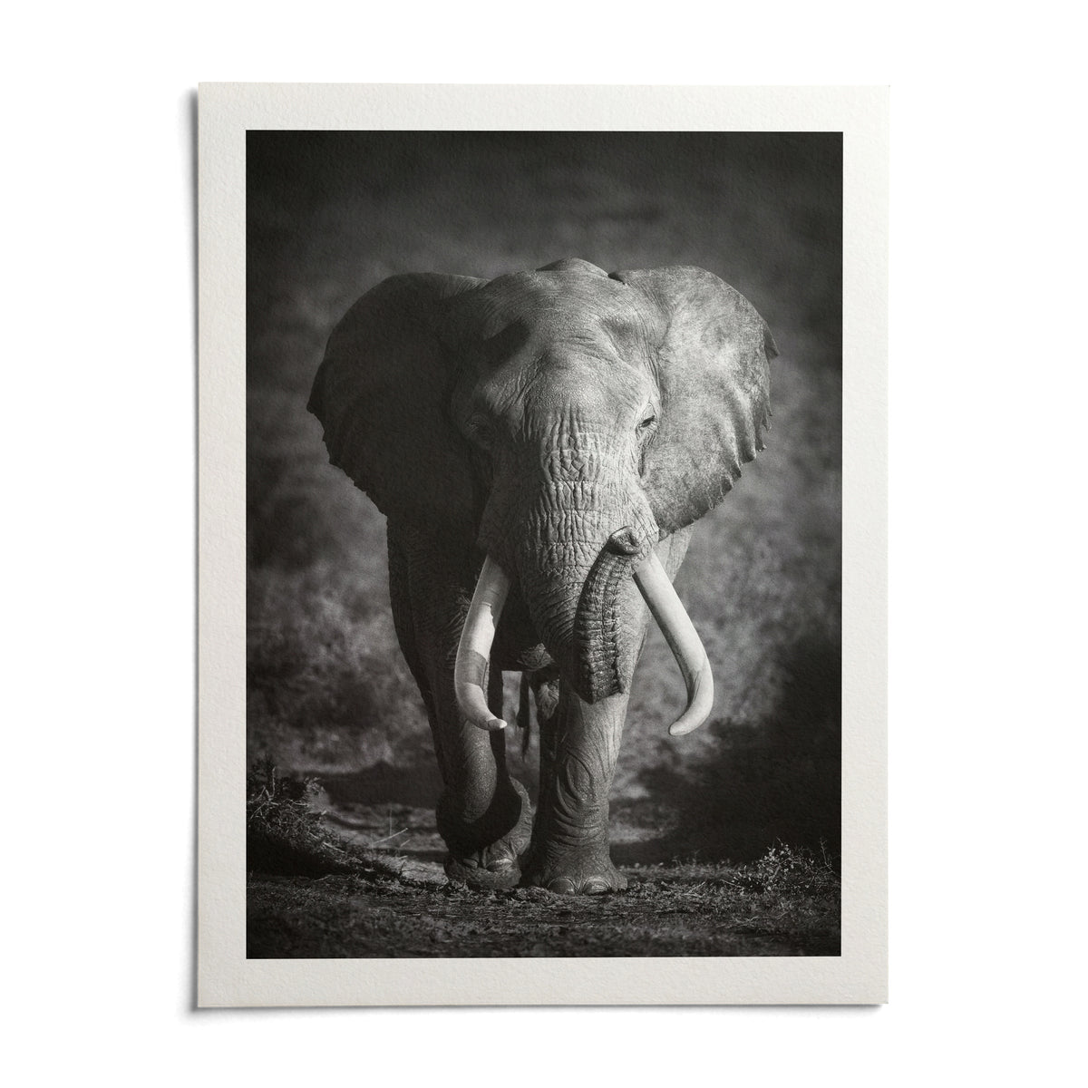 Wildlife Photography Art, shown as an unframed paper print on a plain white background
