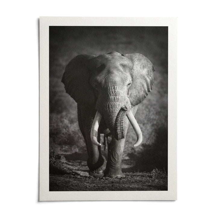 Wildlife Photography Art, shown as an unframed paper print on a plain white background