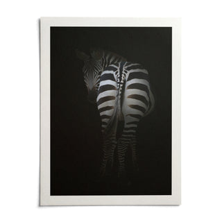 Zebra Art Print, shown as an unframed paper print on a plain white background