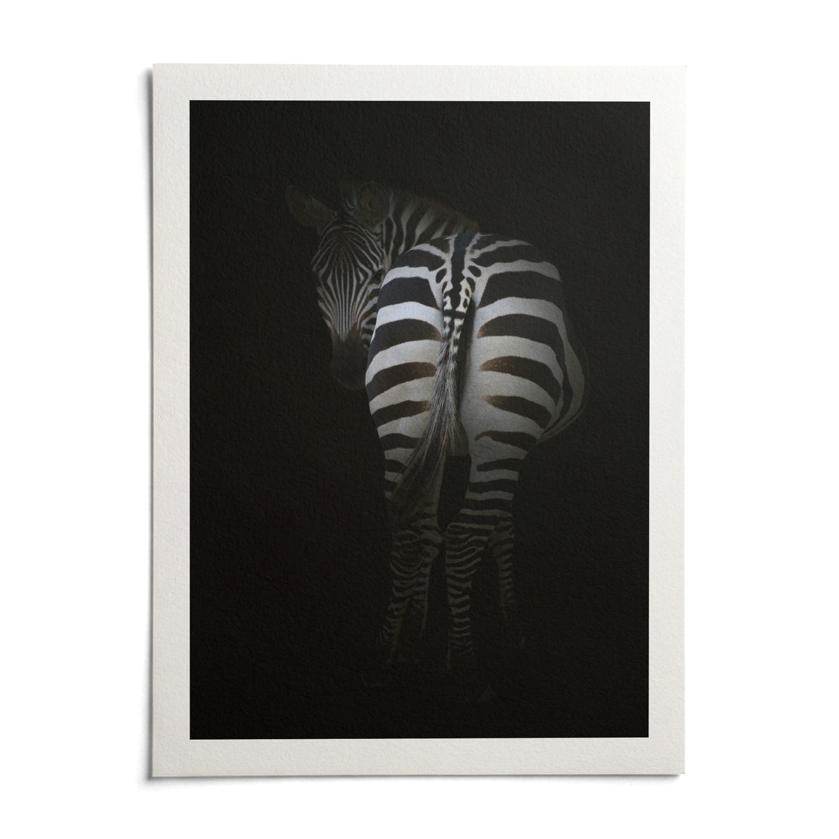 Zebra Art Print, shown as an unframed paper print on a plain white background
