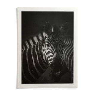Zebra Black White Print, shown as an unframed paper print on a plain white background