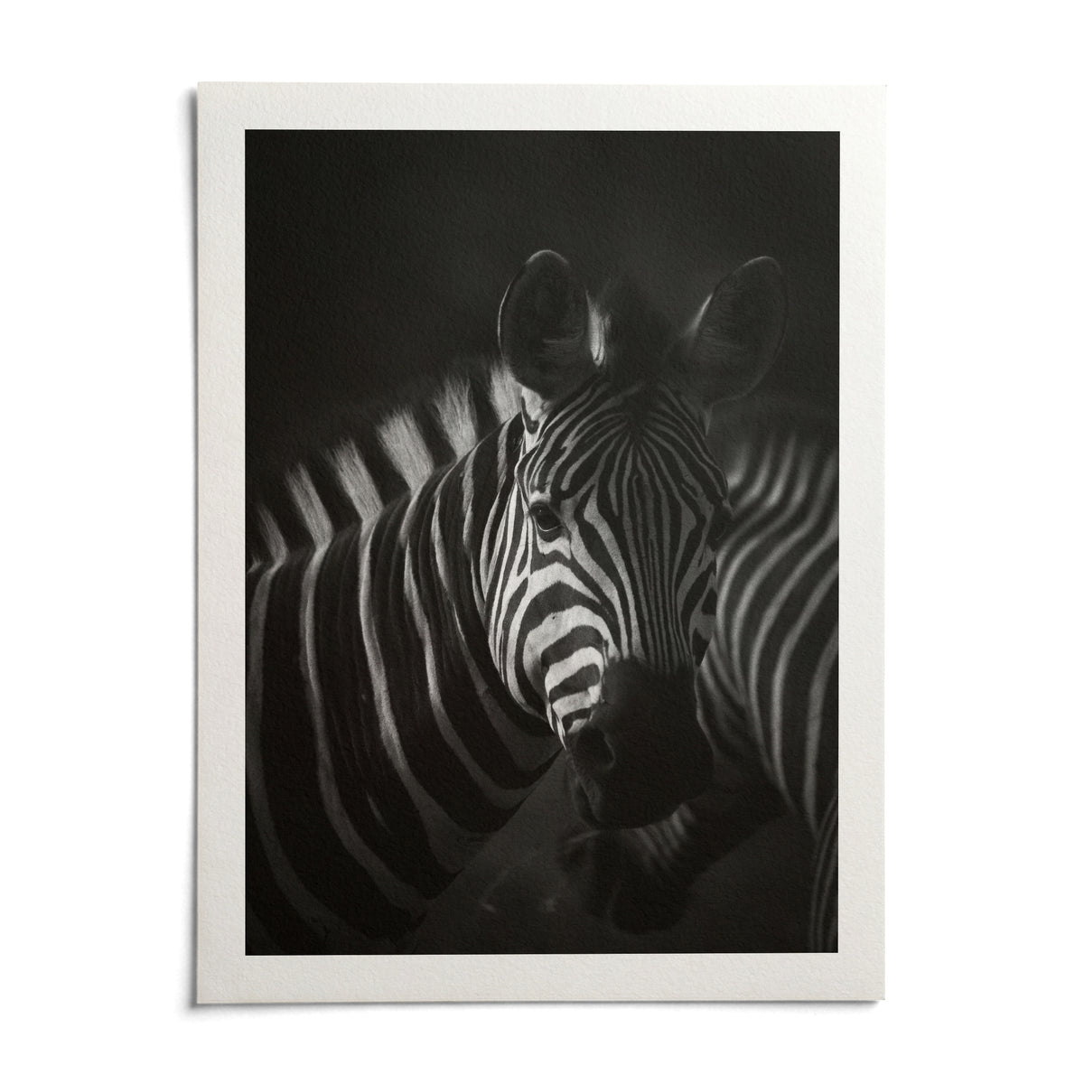 Zebra Black White Print, shown as an unframed paper print on a plain white background