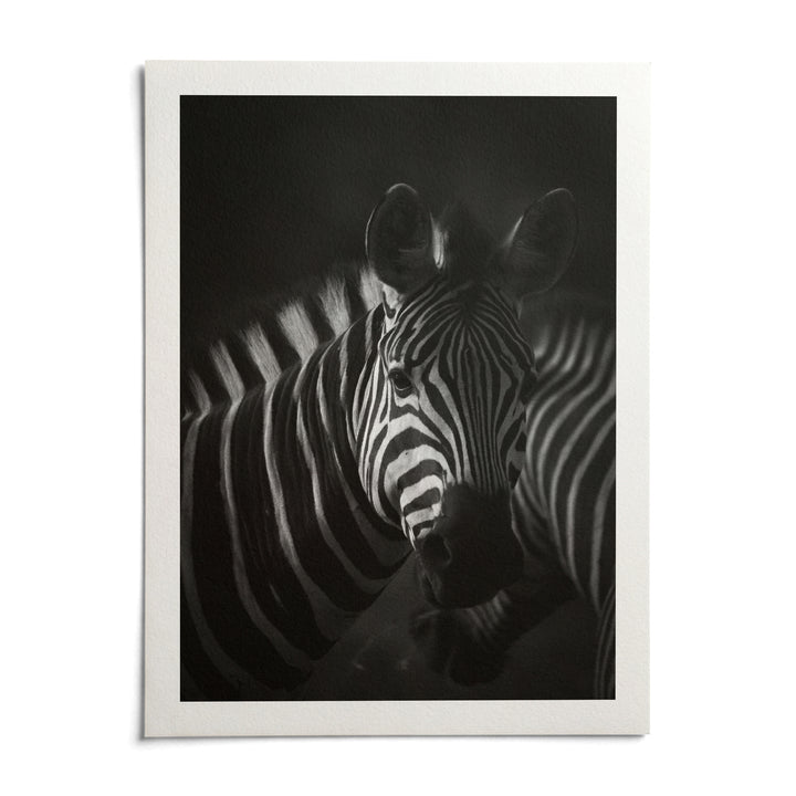 Zebra Black White Print, shown as an unframed paper print on a plain white background