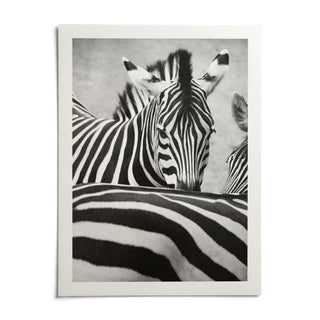Zebra Black White Wall Art, shown as an unframed paper print on a plain white background