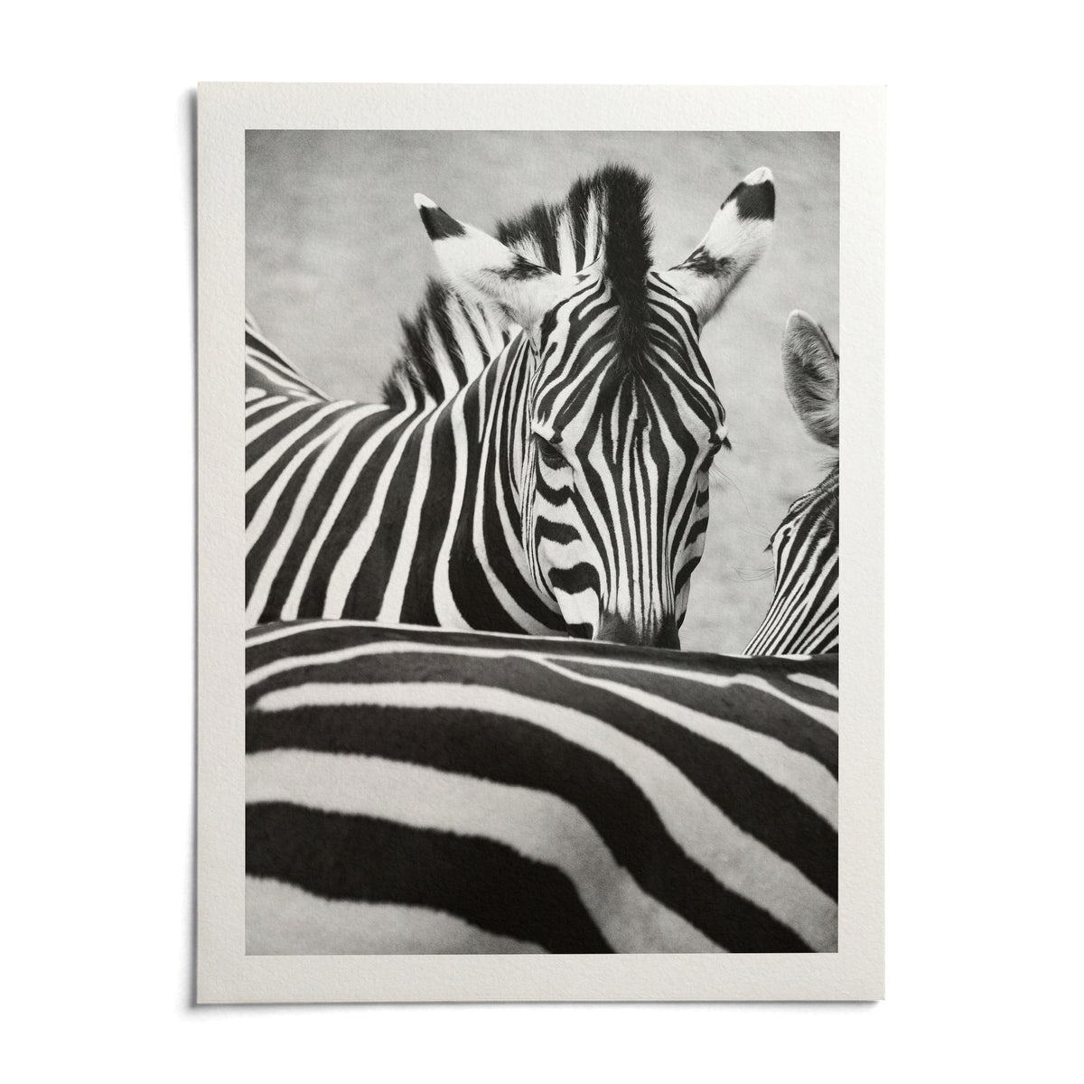 Zebra Black White Wall Art, shown as an unframed paper print on a plain white background
