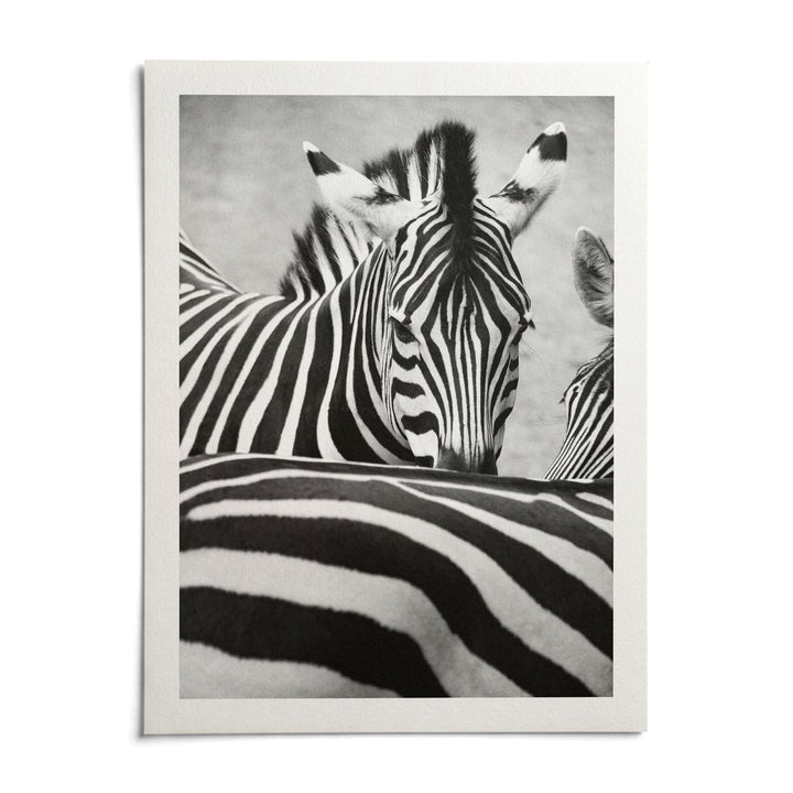 Zebra Black White Wall Art, shown as an unframed paper print on a plain white background