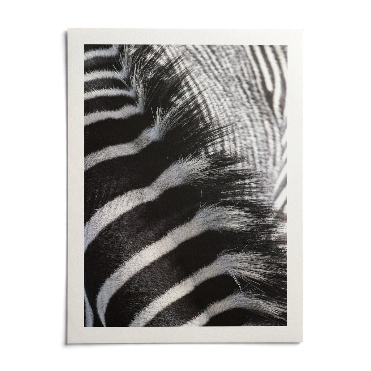 Zebra Stripe Art Print, shown as an unframed paper print on a plain white background