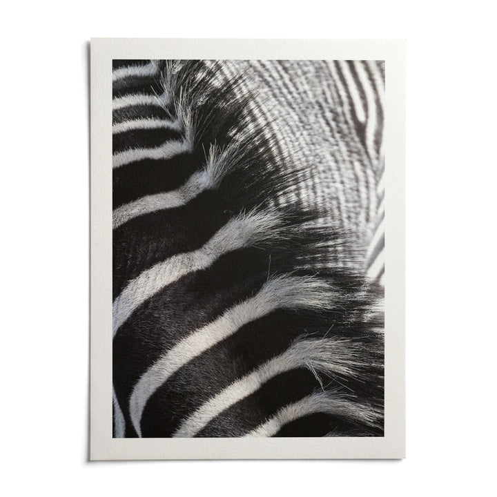 Zebra Stripe Art Print, shown as an unframed paper print on a plain white background