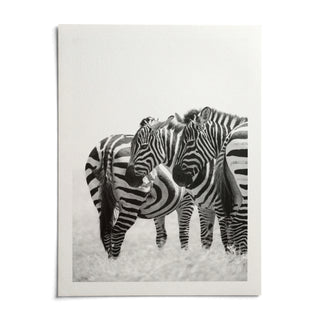 Zebra Wall Art, shown as an unframed paper print on a plain white background
